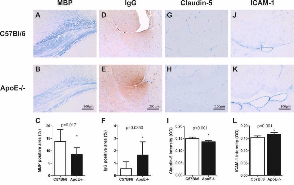 H5Fig 3_ApoE vs C57bl6